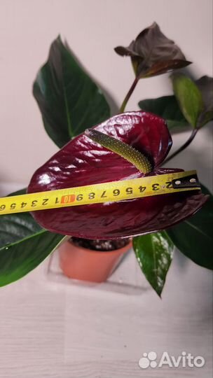 Антуриум Гиант Шоколад
