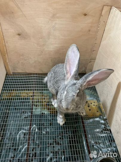 Кролики мясных пород великаны