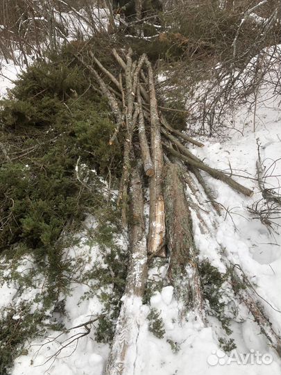 Стволы можжевельника