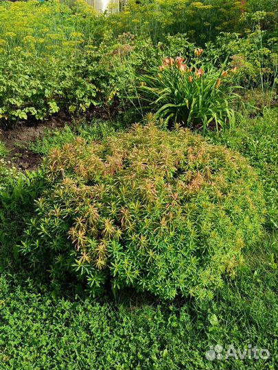 Молочай многоцветковый