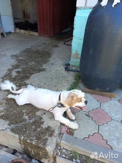 Зоо парикмахерская крупных пород собак