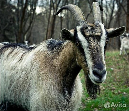 Продаются дойные козы и козлята