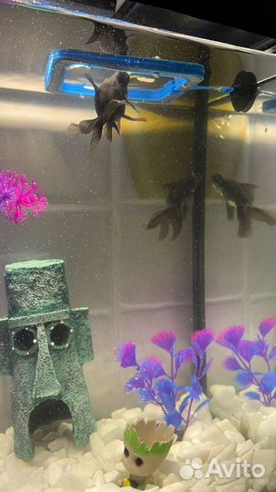 Продам аквариум с рыбками (телескопики)