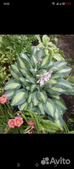 Хосты более 100 сортов