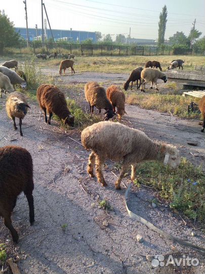 Курдючные бараны овцы,ягнята
