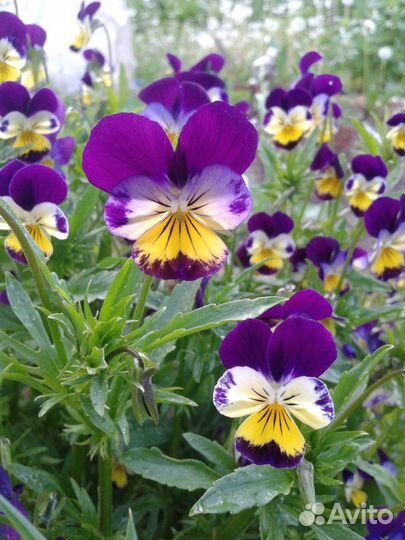 Трехцветная виола (фиалка)