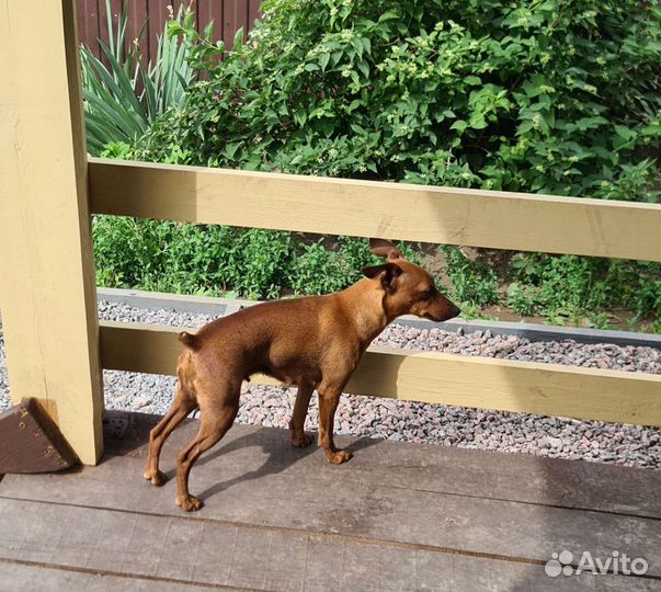 Цвергпинчер девочка