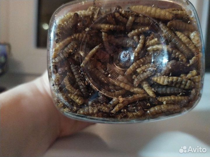 Смесь насекомых для грызунов