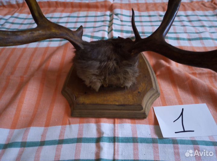 Рога оленя