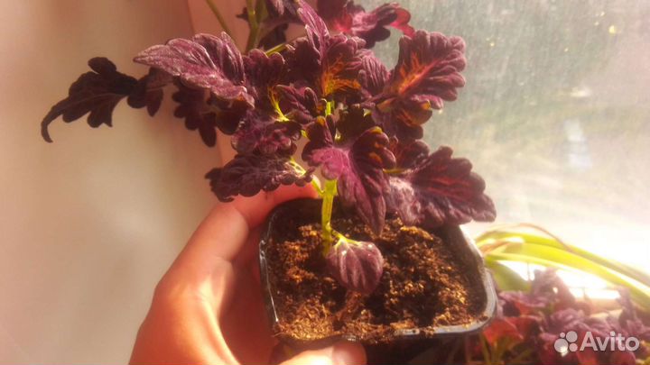 Колеус Блюме