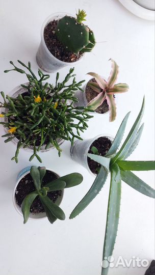 Растения для мини-садика