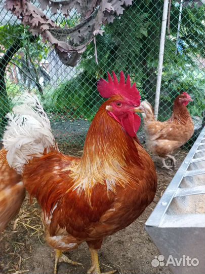 Петух ломан браун
