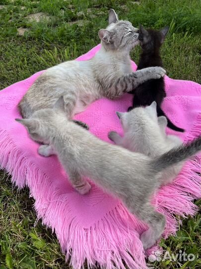 Котята в добрые руки