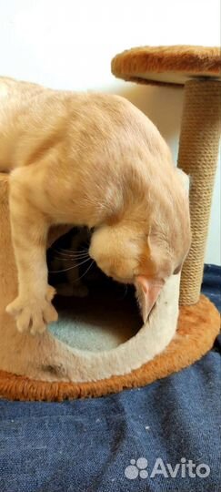 Подросток из приюта.Кастрирован.Доставка.Обработан