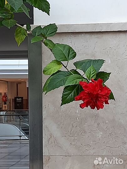 Сортовые гибискусы