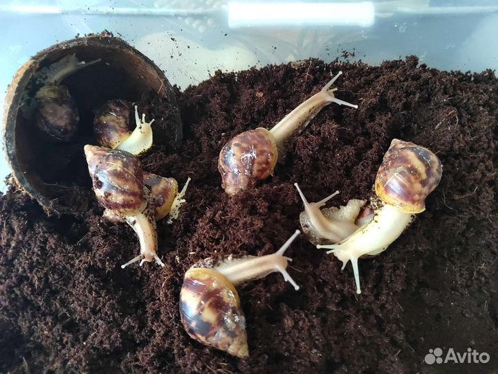 Улитки ахатины бесплатно