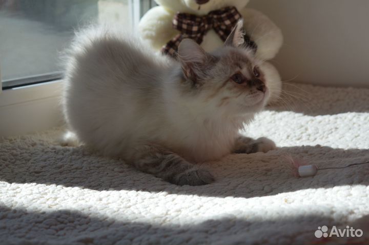 Невская малышка