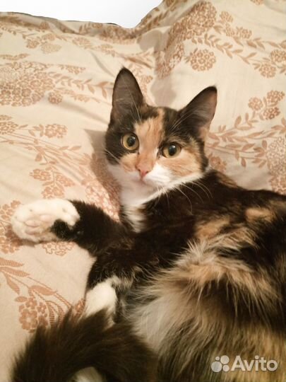 Отдам котенка