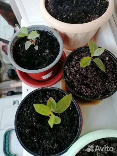 Лавровый лист