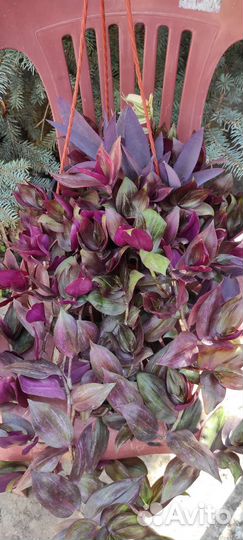 Сортовые традесканции