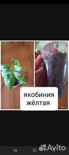 Комнатные растения,черенки