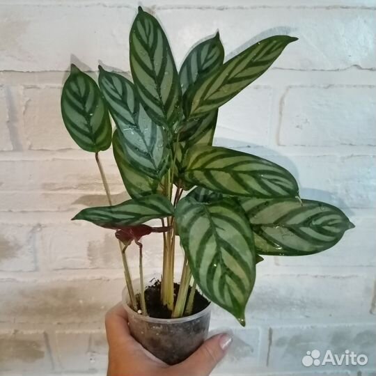 Марантовые