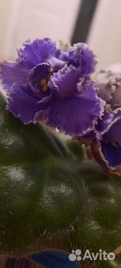 Сортовые фиалки
