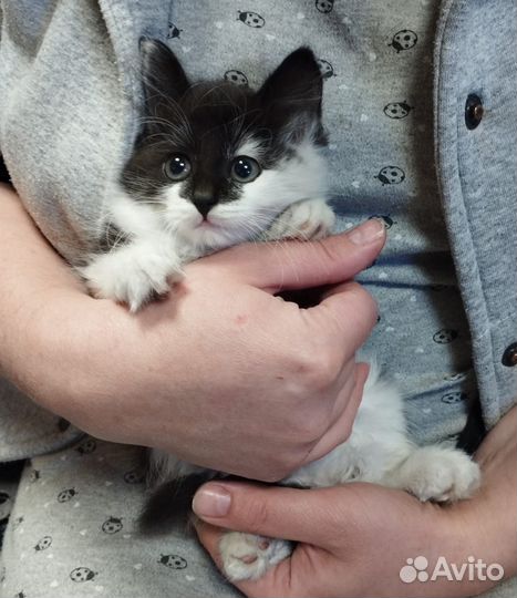 Котята в добрые руки бесплатно