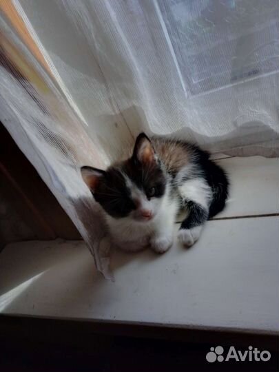 Кошка в дар бесплатно