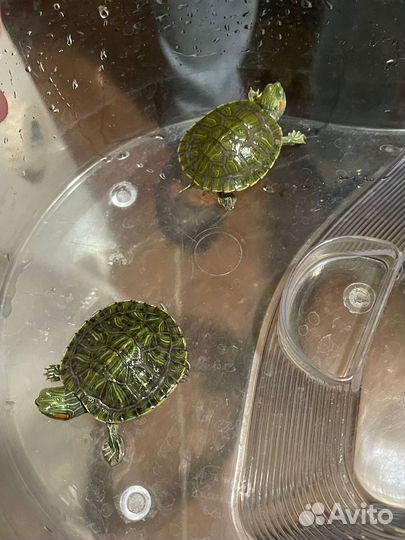 Красноухая черепаха бесплатно