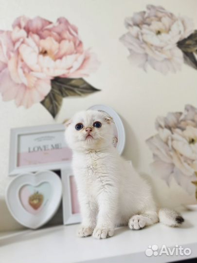 Золотая шотландская шиншилла