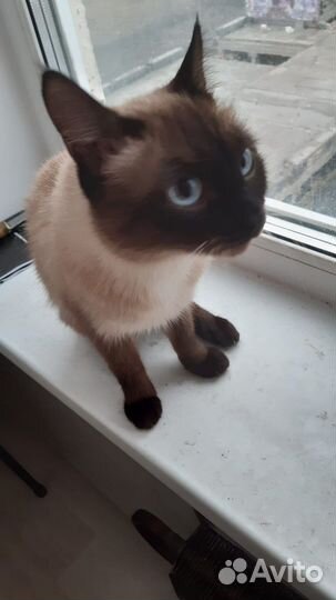Кошечки в семью