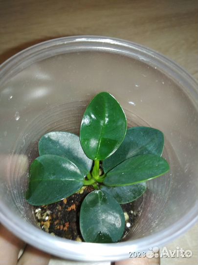 Фикус нериифолия, фикус грин исланд