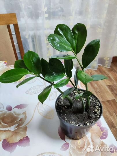 Денежное дерево замиокулькас