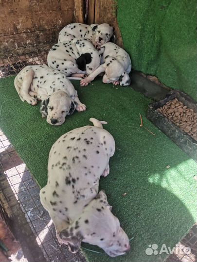 Щенки далматина