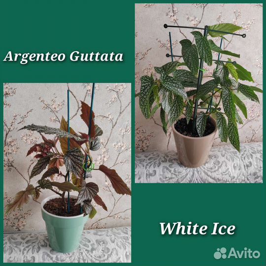 Бегонии cain (срезы) разные