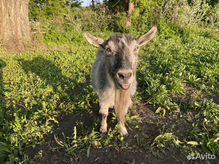 Коза дойная