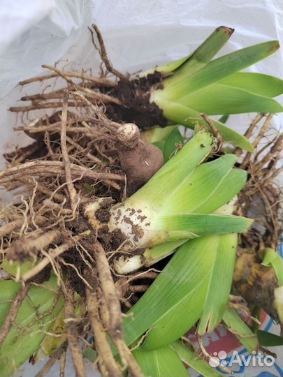 Ирисы бородатые черно-фиолетовый