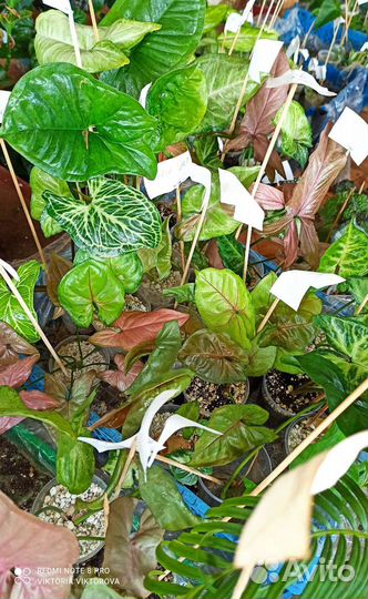 Сортовые сингониумы