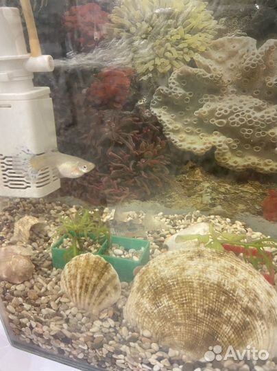 Рыбки в дар