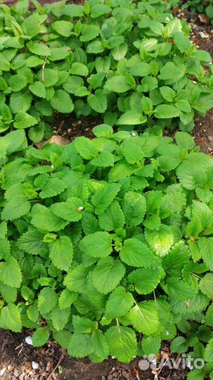Мята мелисса