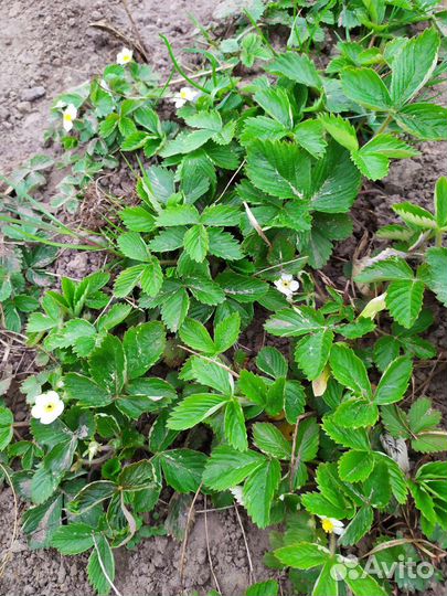 Земляника кустики