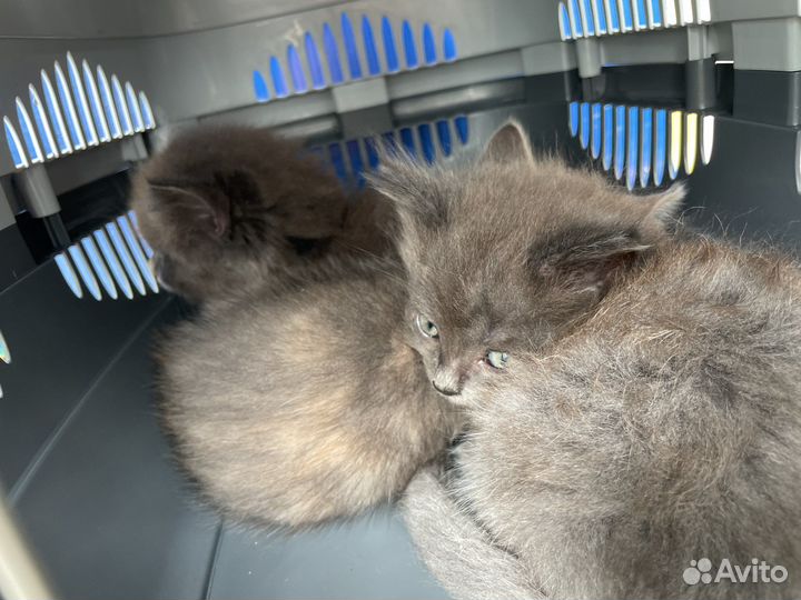 Британская кошка в дар