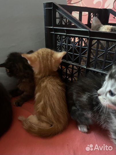 Котята в добрые руки