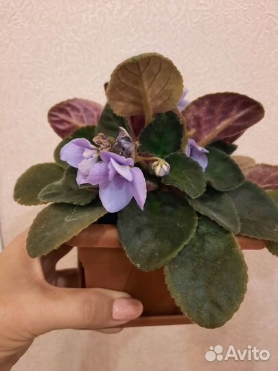 Фиалки цветущие в горшке