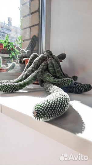 Кактус большой