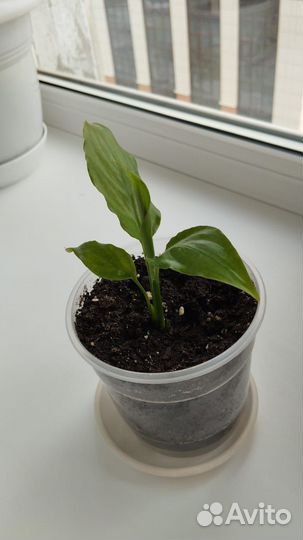 Спатифилум