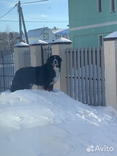 Бернский зенненхунд, вязка