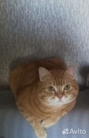 Кошечка ищет дом