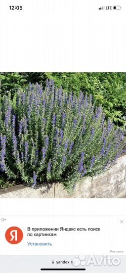 Иссоп, душица, мята, мелиса лук многолетний